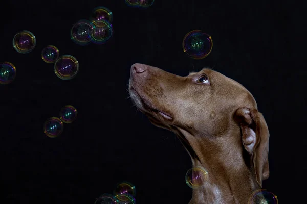 Retrato de un Vizsla magiar con burbujas de jabón —  Fotos de Stock