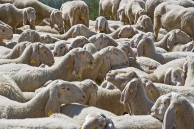 Kalabalık'ın bahçesinde
