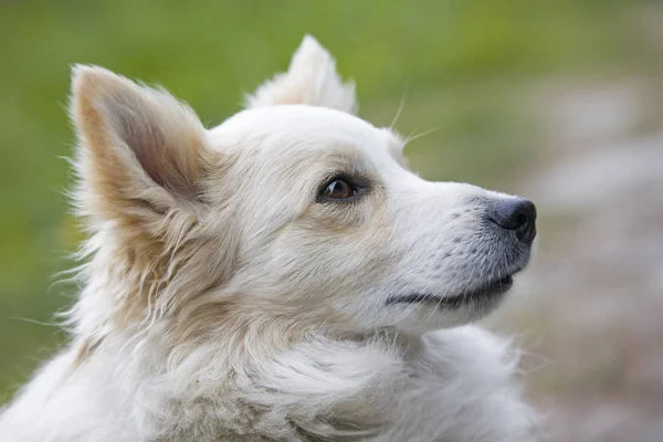 Köpek portre - beyaz spitz yeşil çayır üzerinde — Stok fotoğraf