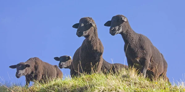 Schafe am pfitscher joch — Stockfoto