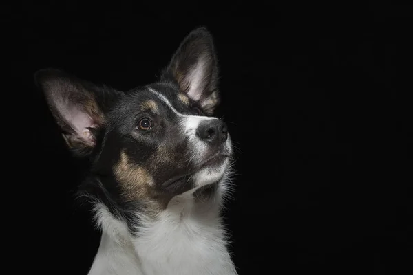 Retrato Jovem Border Collie Estúdio Frente Fundo Preto — Fotografia de Stock