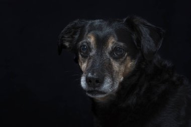 Portre Studio siyah arka plan önünde bir karma doğurmak köpek