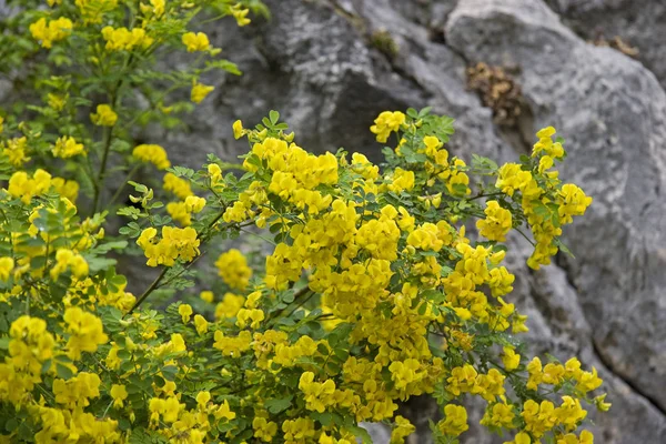 Arbustos Vassoura Croácia Arbusto Flores Amarelas Primavera Atrativo Muitas Paisagens — Fotografia de Stock