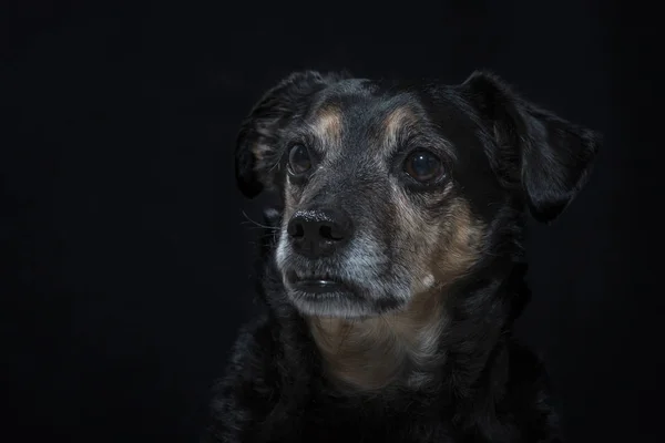Портрет Собаки Смешанной Породы Студии Черном Фоне — стоковое фото