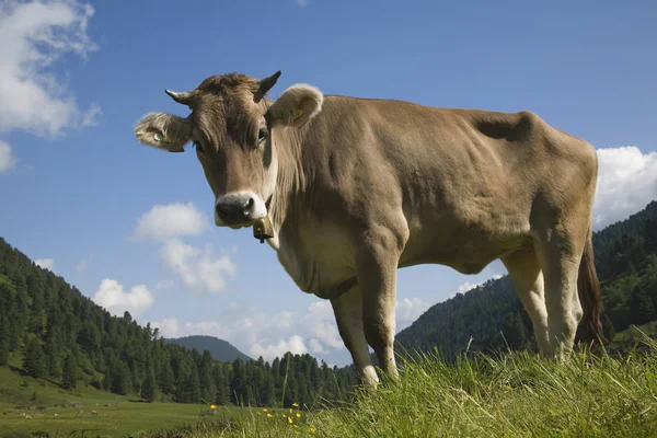 Cow on an alpine meadow in the Stubai Alps — Stock Photo, Image