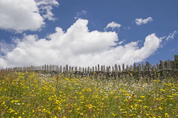 Рустикальний дерев'яний паркан з квітучим лугом — стокове фото