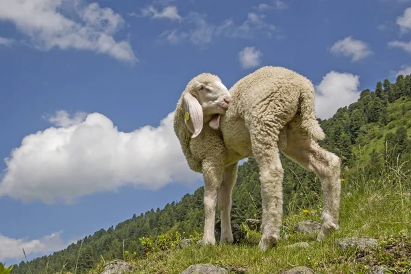 Dağlarda beyaz kuzu — Stok fotoğraf