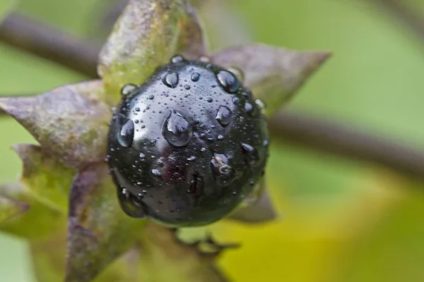 Černé belladonna v přírodě — Stock fotografie