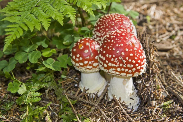 Three toadstools on the edge of the forest — Stock Photo, Image