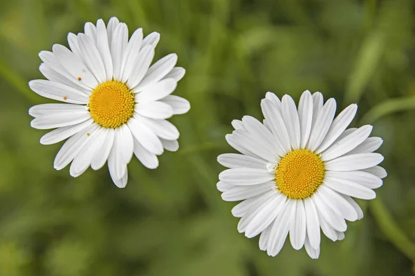 Två Marguerite Flowers — Stockfoto