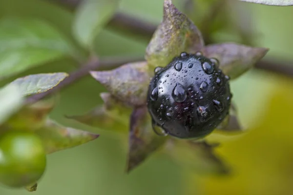 Sort belladonna i naturen - Stock-foto