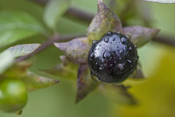 Black belladonna in the wild Stock Image