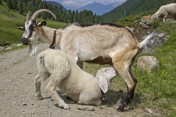 Szopós kis bárány kecske — Stock Fotó