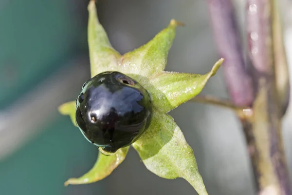 Black belladonna in the wild — Stock Photo, Image