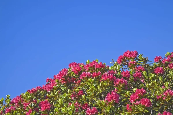 Rosas alpinas florecen en los Alpes Stubai — Foto de Stock