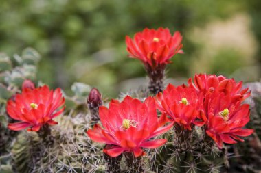 Yeşil arka plan önünde çiçek açan topu kaktüs