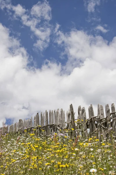 Рустикальний дерев'яний паркан з квітучим лугом — стокове фото