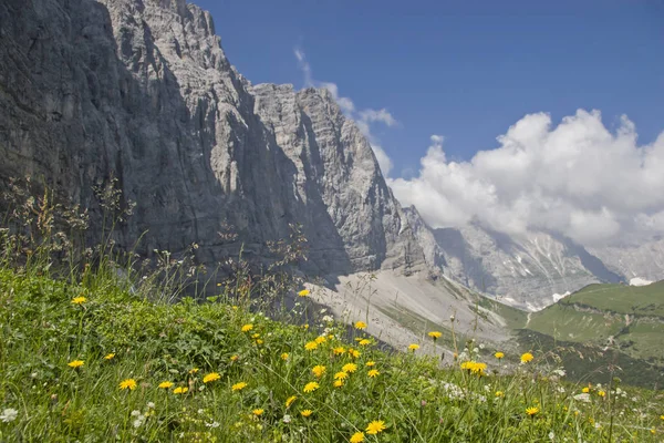 Flower meadow  in  Karwendel — ストック写真