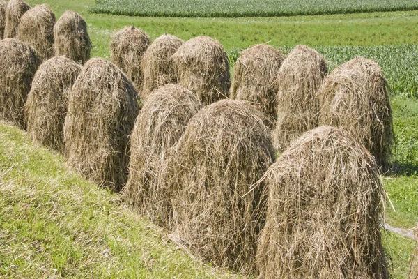 Método de secado y conservación de la hierba — Foto de Stock