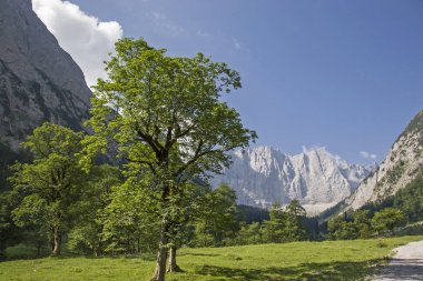 Eng zemin büyük maple da