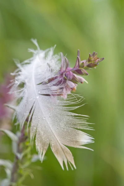 Stillleben der Natur — Stockfoto