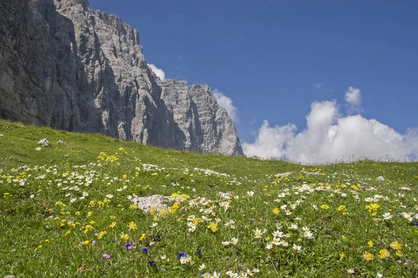 Flower meadow  in  Karwendel — ストック写真