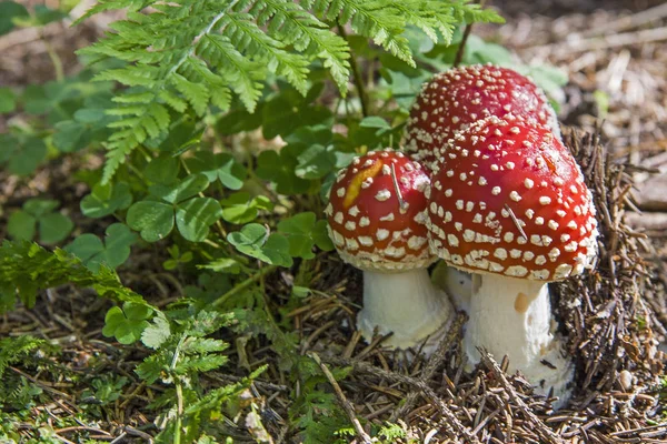 Trzy muchomory na skraju lasu — Zdjęcie stockowe