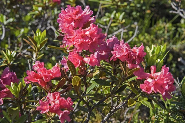Kvetou rododendrony v Stubaiské Alpy — Stock fotografie