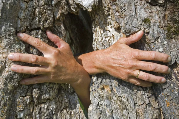 Ghost händer växer ur ett träd — Stockfoto