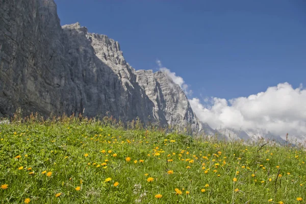 Flower meadow  in  Karwendel — Stock Fotó