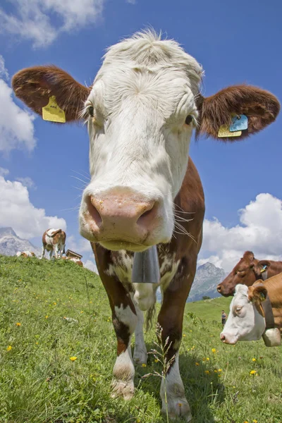 Cow on mountain meadow in Tyrol — Stock Photo, Image