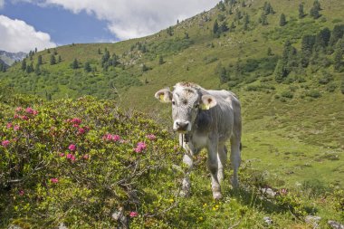 Bir dağ çayır Stubai Alpleri'nde inek