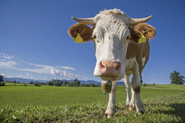 Confident cow on green mountain meadow — Stock Photo, Image