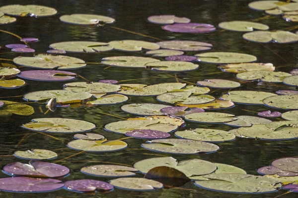 Su yapraklarda nilüfer — Stok fotoğraf