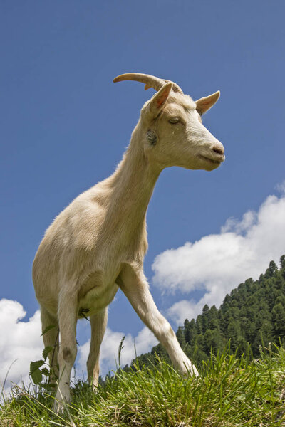 Goat in the mountains of Tyrol