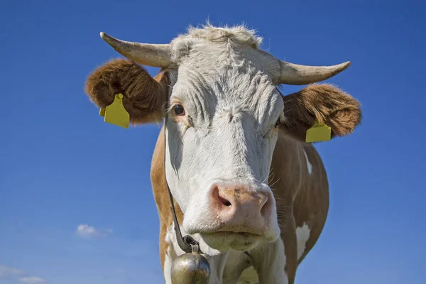 Koe staand voor de blauwe hemel — Stockfoto