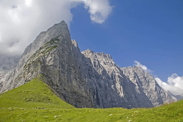 Луговий квітка на на Hohljoch — стокове фото