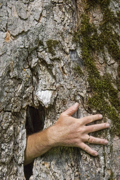 Spöke handen växer ur ett träd — Stockfoto