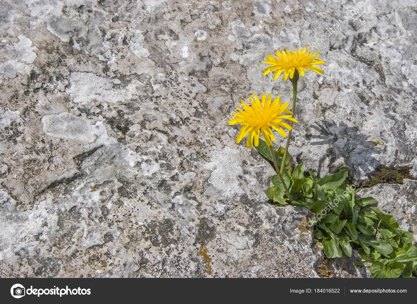 Survivor Hieracium Pilosella In Crevice Stock Photo By C Tinieder