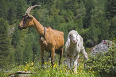 Keçi ve Tyrol dağlarında küçük kuzu