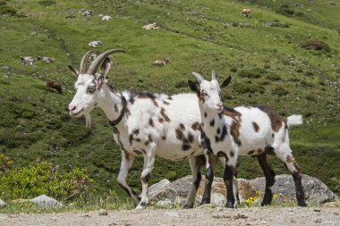 Tyrol dağlarda keçi