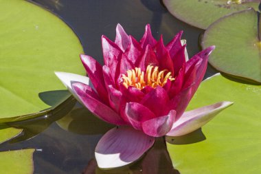 Su birikintisi kraliçesi 