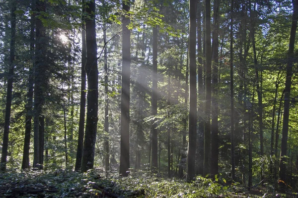 Nadelwald an einem sonnigen Tag — Stockfoto
