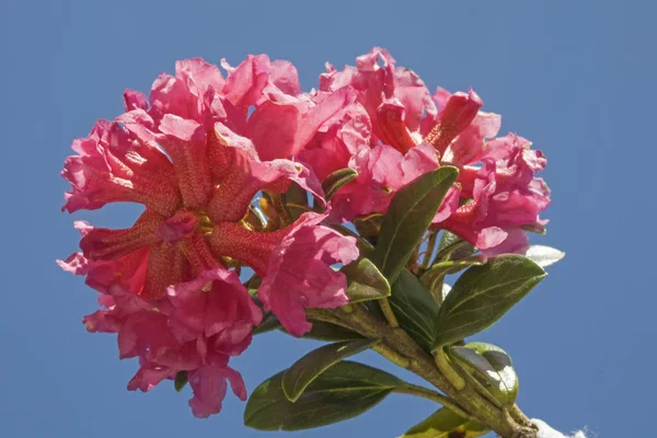 As rosas alpinas florescem contra o céu azul — Fotografia de Stock