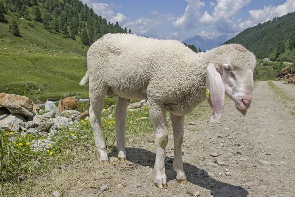 Dağlarda beyaz kuzu — Stok fotoğraf