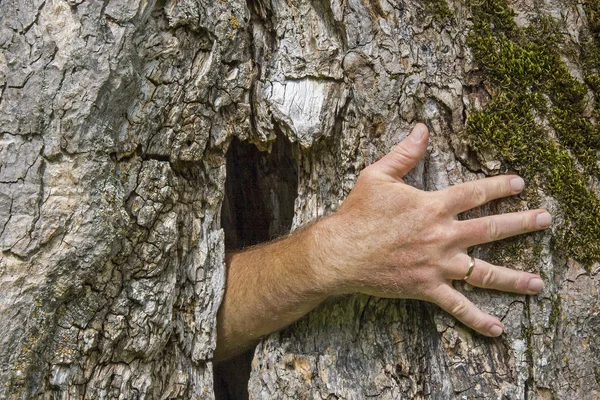 Spöke handen växer ur ett träd — Stockfoto