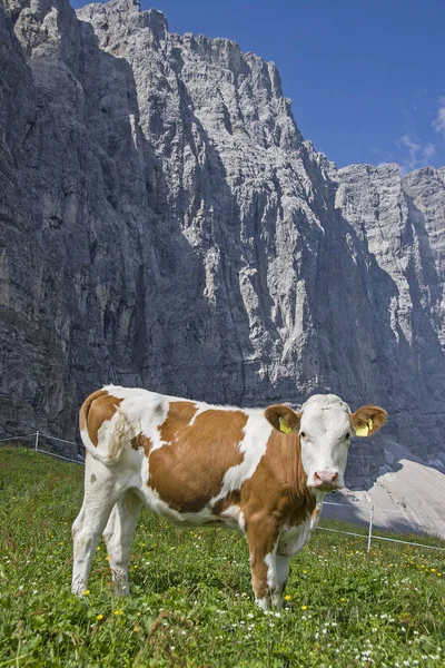 Koe op berg weide in Tirol — Stockfoto