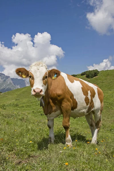 Dağ çayır Tyrol'deki / daki inek — Stok fotoğraf