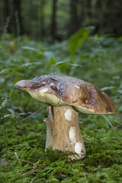 Borowik, na leśnej polanie — Zdjęcie stockowe