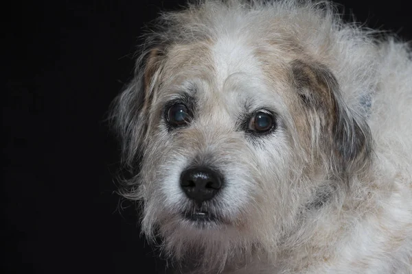 Karışık cins köpek portresi — Stok fotoğraf